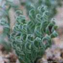 디아나 - 남동구 찬우물로 47 | 디아나