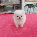 맹구와 땡칠이 이미지