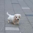 퍼피 비비드 이미지