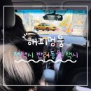 해피멍뭉 펫택시 | 대형견 병원 이동, 펫택시 이용 후기｜내돈내산 솔직 리뷰
