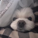 툰게임PC방 | 등장부터 걍 보법이 달라 💅🥂