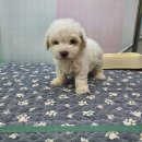 러브미독 이미지