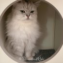 기능성 위장관 질환의 식이관리 | 고양이 신장 관리 위한 로얄캐닌 처방사료, 수의사 상담 후 선택