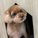 루루펫살롱 이미지