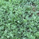 시골떡집 이미지