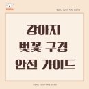 하나행운켄넬 | 강아지 벚꽃 구경 안전 가이드 | 반려견과 함께 가는 봄 벚꽃축제 주의사항 5가지