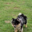 애견카페왕 이미지