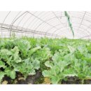 천지원 농장 이미지