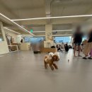 댕린이 보호구역 이미지