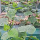 연동2농장 이미지