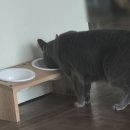 로고스 동물병원 | 우리집 고양이 쿠키씨 첫 스케일링.. 양치를 잘하자 ㅋㅋ