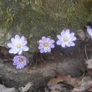 예산읍011 이미지