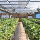 킴스베리 이미지