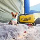 나의 강아지에게 이미지