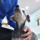 슈가슈