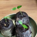 트리밸리