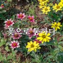 시지건강먹거리협동조합 | 강원도 영월 체험 여행 ‘화이통 협동조합’과 함께한 삼색 바람떡 만들기 &amp; 꽃차 체험 후기
