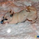 강아지세상 이미지