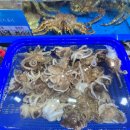 대중상회 | 노량진수산시장 광주상회 | 알주꾸미(알쭈꾸미) 새조개 시세, 내돈내산 구매 후기