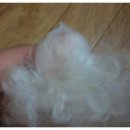 엄마손 동물병원 이미지