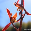 꽃보다 보세 이미지