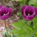 꽃집민박 이미지