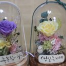 생생플라워 이미지
