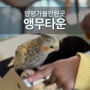 앵무타운 | 양평가볼만한곳 양평데이트 앵무타운 아이와 대만족 코스