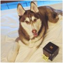 안정 | 강아지 분리불안 완화 꿀템, 폴라밸런스 심신안정 영양제 사용 후기