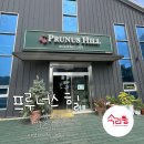 체리프루너스힐 | 대천해수욕장 대천역 근처 대형 주차장넓은 카페 프루너스 힐 방문후기
