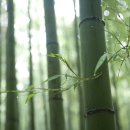 대나무숲길 이미지
