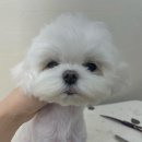 꽃다비펫 이미지