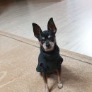 손바느질로 만드는 강아지 옷 이미지