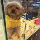 유성애견호텔 이미지