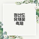 2025 청산도 유채꽃 축제 완벽 가이드