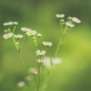 연수여자고등학교 이미지