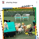 더예쁘개 이미지