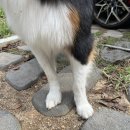 망원정마당 공중화장실 | 김포 강아지 산책 코스 추천 애견 동반 등산 가볼 만한 곳 모담 공원