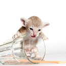 나와고양이 이미지