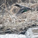 오리 날다 이미지