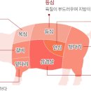 (식생활) 56. 돼지고기가 좋은 이유 이미지