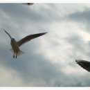 부산갈메기 이미지