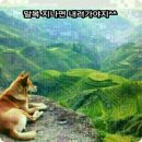 도도해 Daum카페