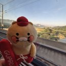 춘춘갈매기 | [부산여행①] 부산 춘식투어 후기