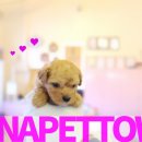 토이켄넬 이미지