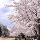 능동로 398 | 서울 벚꽃 피크닉 명소 실시간 만개 꿀팁 BEST4