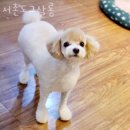 서촌도그살롱 이미지