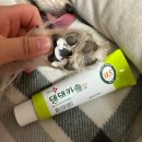 헬로 마이펫 이미지