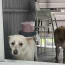 하나애견 이미지