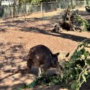 무한기둥 | [호주/시드니] 시드니 블루마운틴 투어 | 호주무한투어 후기